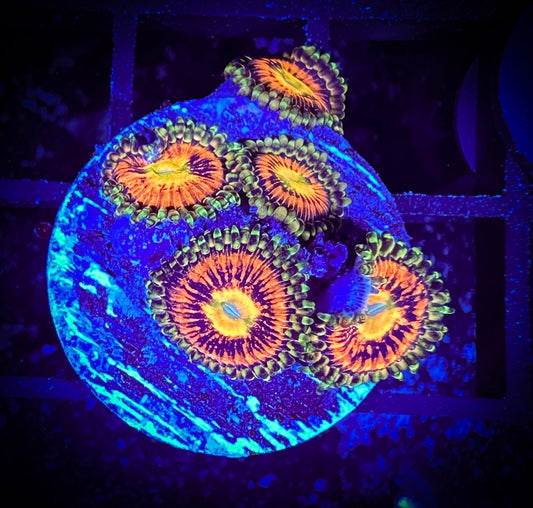WYSIWYG Rainbow Incenerator Zoanthids 14B1