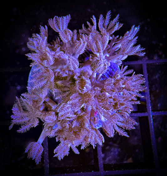 WYSIWYG Red Sea Pulsating Xenia 14B1