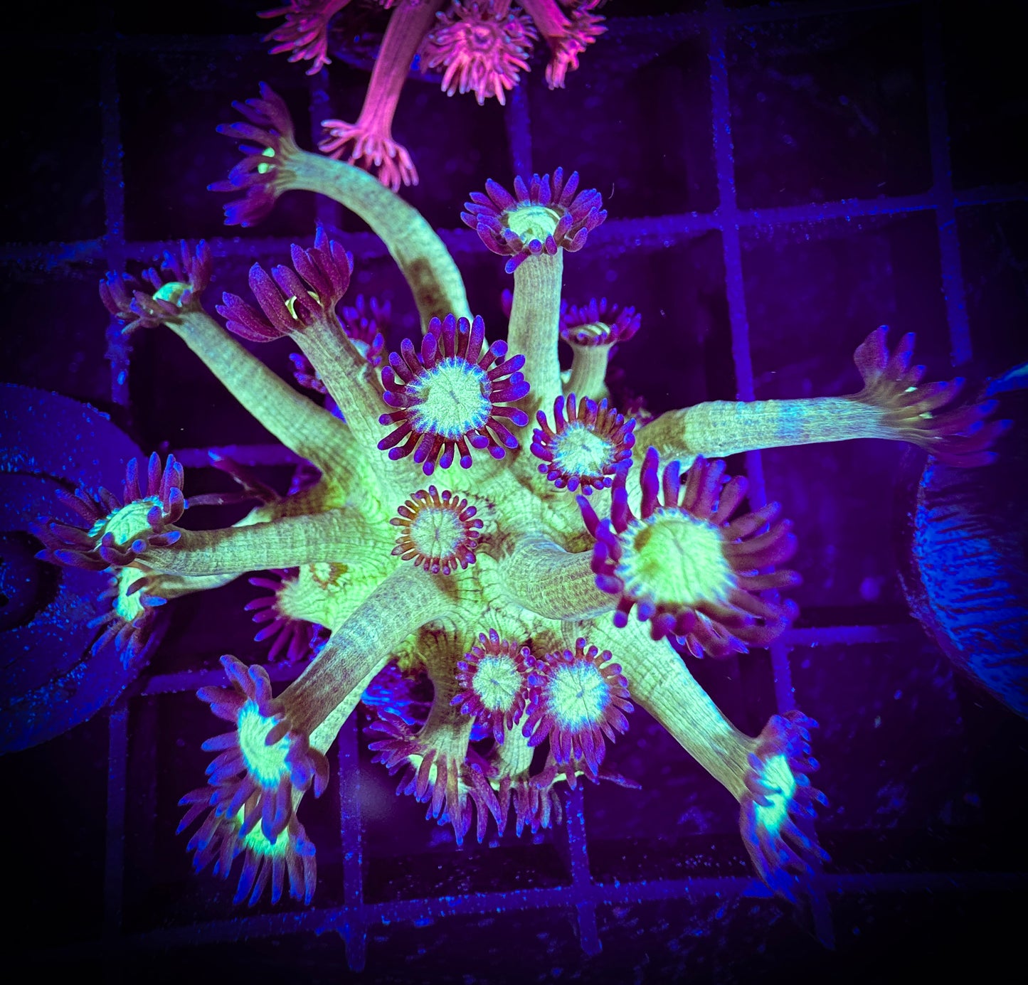 WYSIWYG Medusa Goniopora 14B4