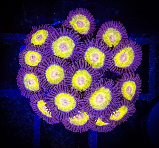 WYSIWYG Yellow Belly Zoanthids Frag 07B3