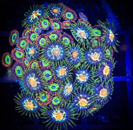 WYSIWYG Emeralds on Fire and JF Stargazers Combo 14C1