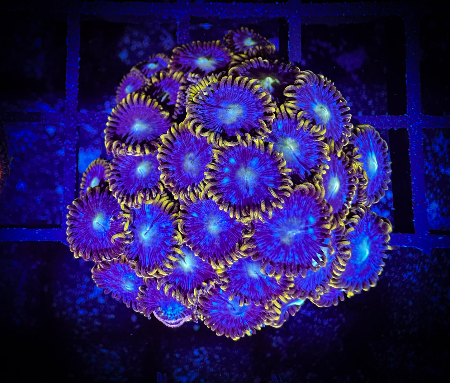 WYSIWYG Blue Horizons Zoanthids Colony 14C1