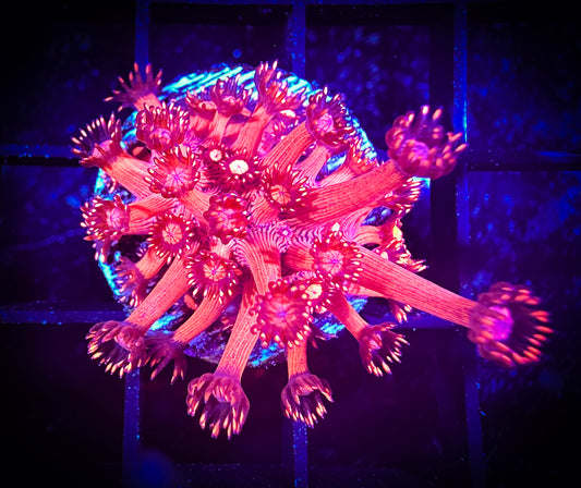 WYSIWYG Ultra Red Goniopora 14C2