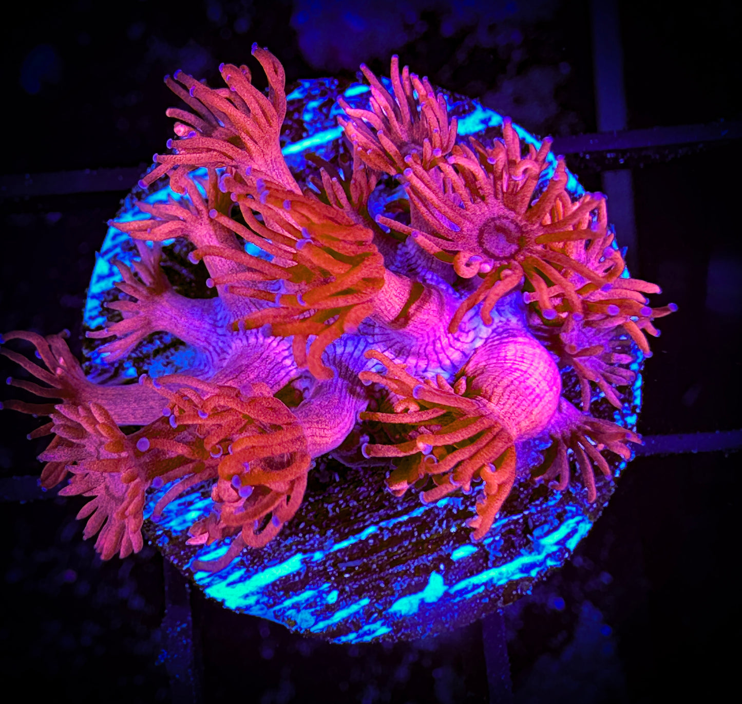 WYSIWYG Hot Pink Goniopora 14D1