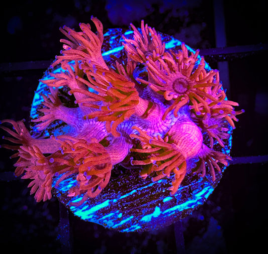 WYSIWYG Hot Pink Goniopora 14D1