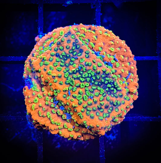 WYSIWYG Sunset Montipora 14D3