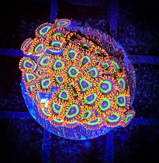 WYSIWYG Emeralds on Fire Small Polyp Zoanthids Frag 14D3