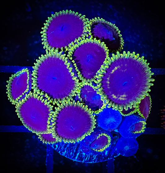 WYSIWYG Jokers Zoanthids Large Frag 14D4