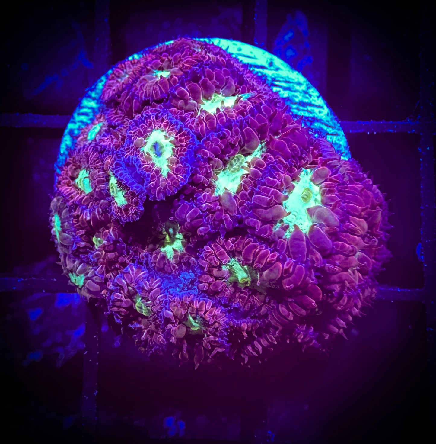 WYSIWYG Purple Blastomussa Merleti 14D4