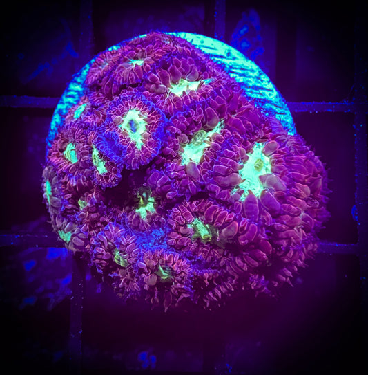WYSIWYG Purple Blastomussa Merleti 14D4