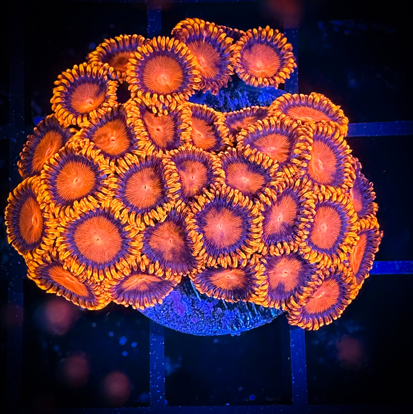 WYSIWYG Bam Bams Zoanthids Mini Colony 05D4