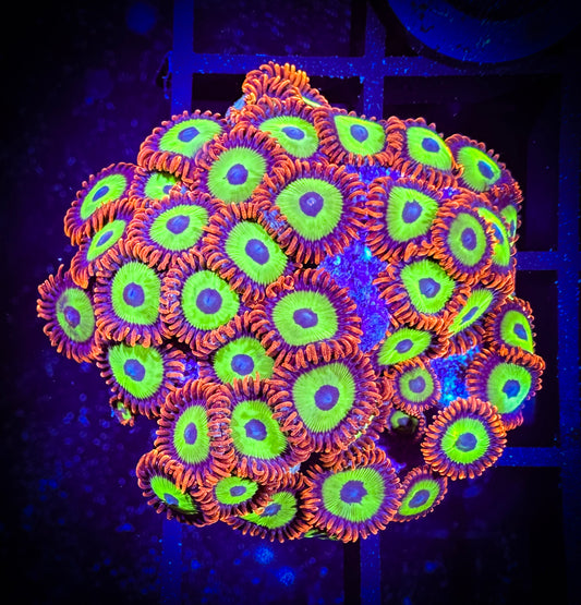 WYSIWYG Emeralds on Fire Zoanthids Mini Colony 14F1