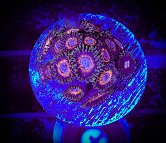 JF Fairytale Zoanthids