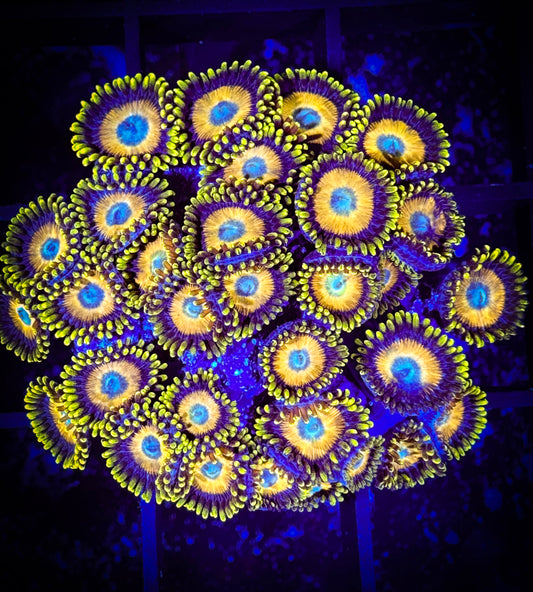 WYSIWYG Scrambled Eggs Zoanthids Large Frag 14F2