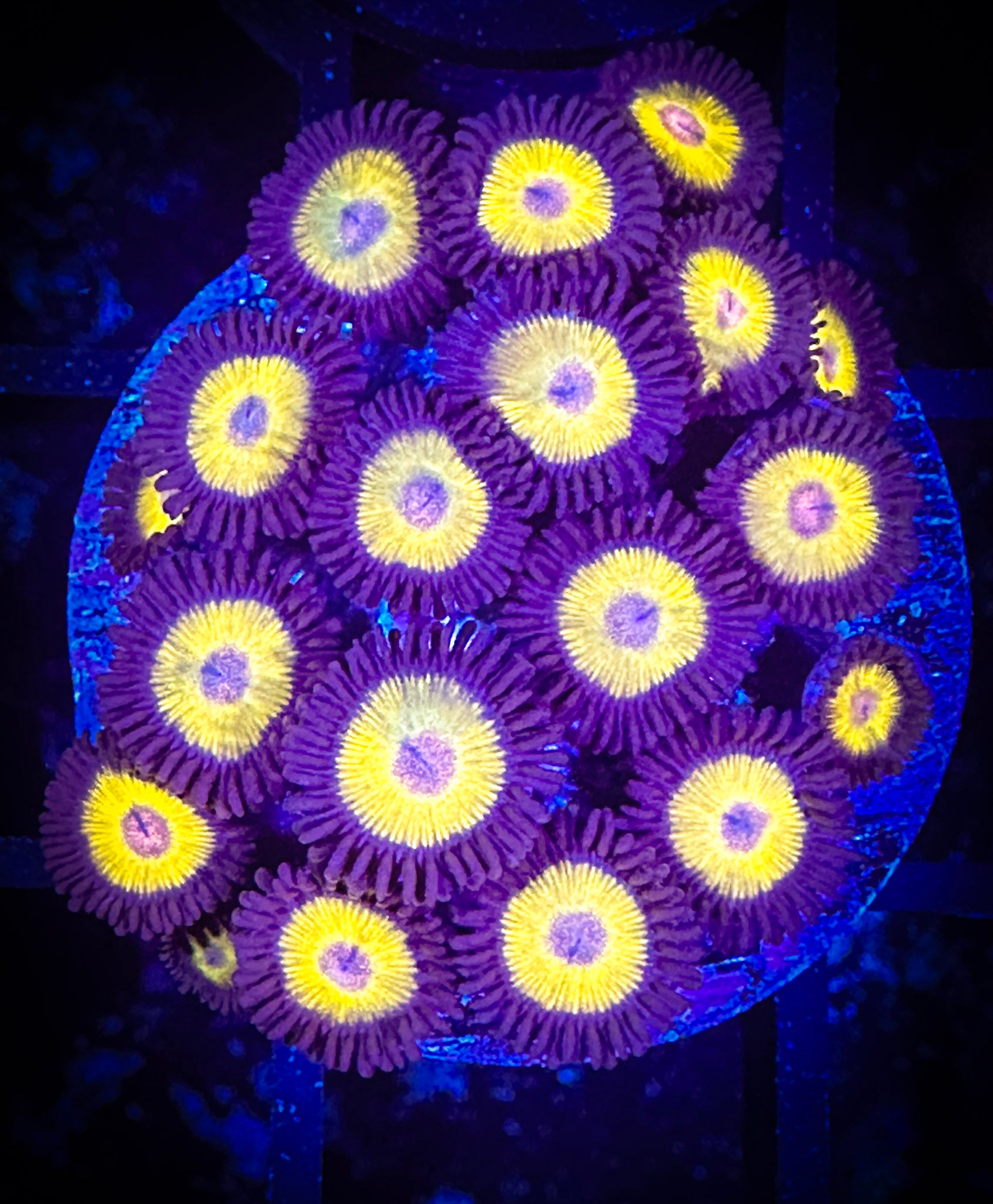 WYSIWYG Yellow Belly Zoanthids Large Frag 14F2 – Goat Corals