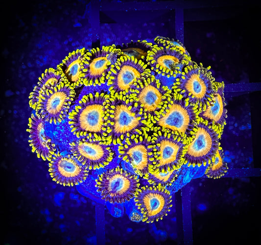 WYSIWYG Scrambled Eggs Zoanthids Frag 14F2