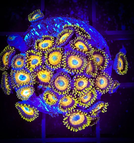 WYSIWYG Scrambled Eggs Zoanthids Large Frag 15E2