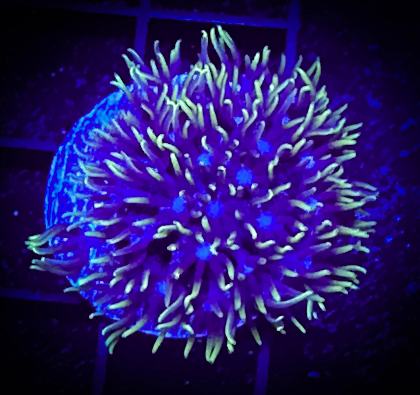 Blue-Eyed Green Star Polyp