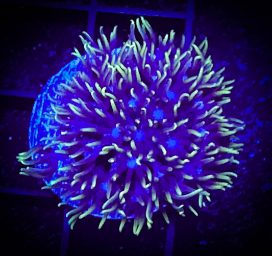 WYSIWYG Blue-Eyed Green Star Polyp 14F3