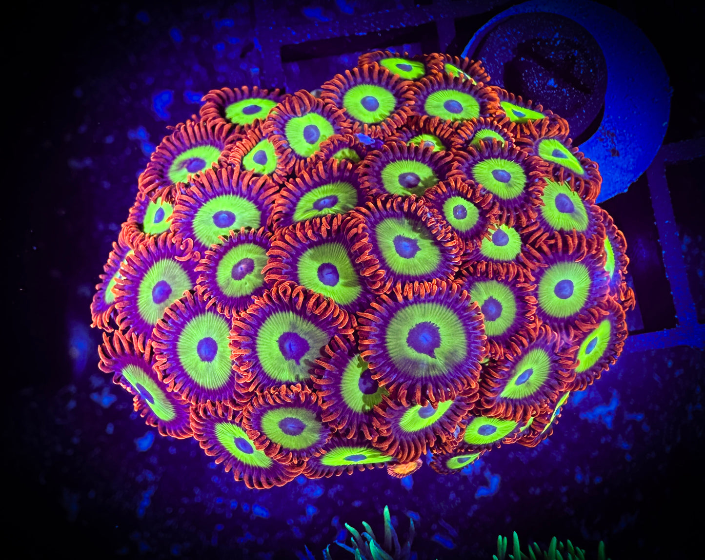 WYSIWYG Emeralds on Fire Zoanthids Mini Colony 14F3
