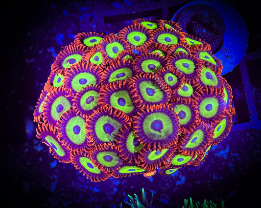 WYSIWYG Emeralds on Fire Zoanthids Mini Colony 14F3