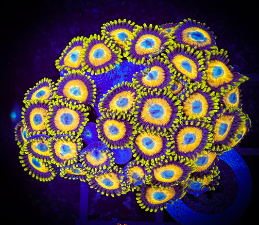 WYSIWYG Scrambled Eggs Zoanthids Mini Colony 14F4
