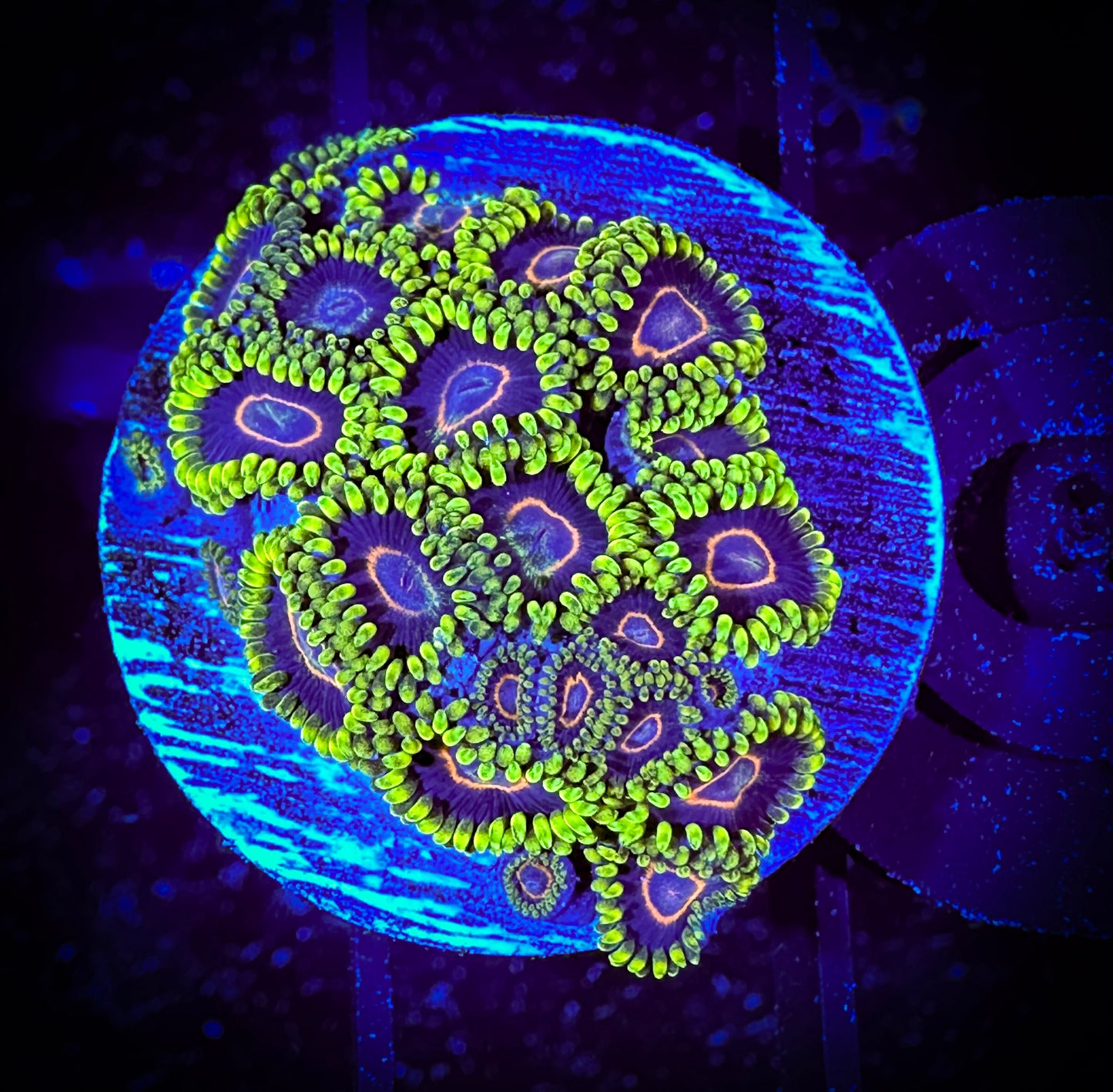 WYSIWYG Purple Hearts Large Frag 15A1