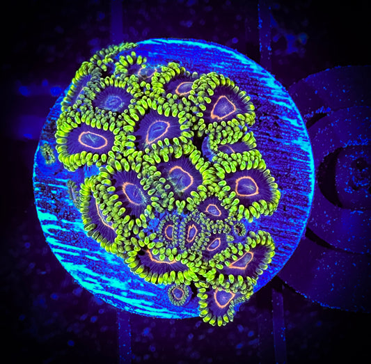 WYSIWYG Purple Hearts Large Frag 15A1