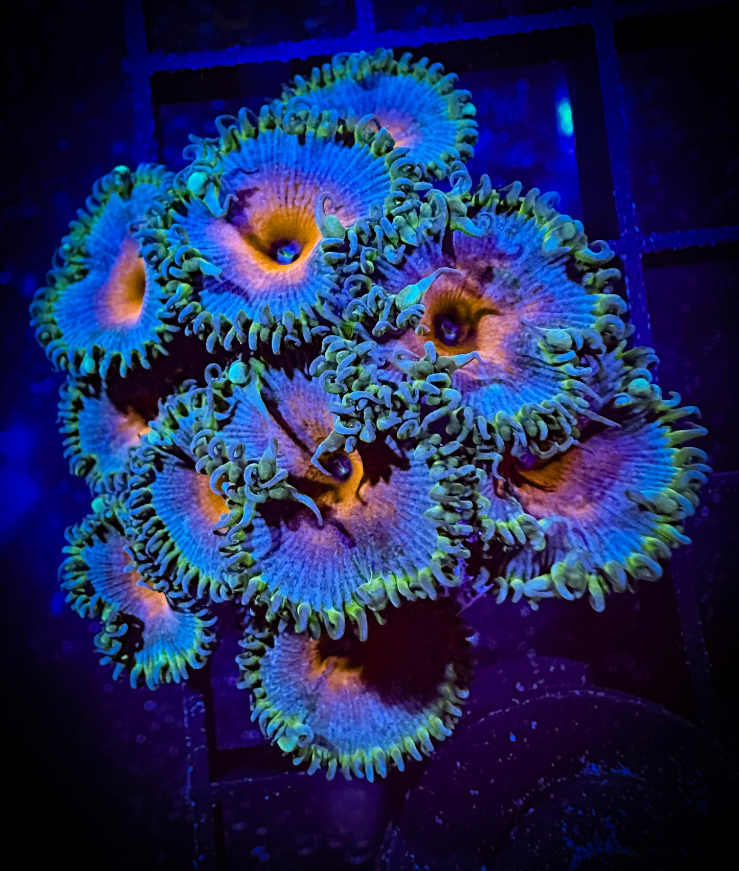 WYSIWYG Captain America Paly Large Frag 15A3