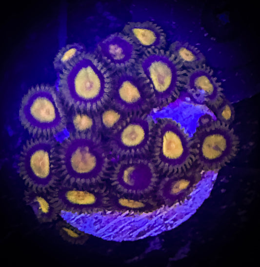WYSIWYG CC Tutti Fruity Zoanthids 15A4