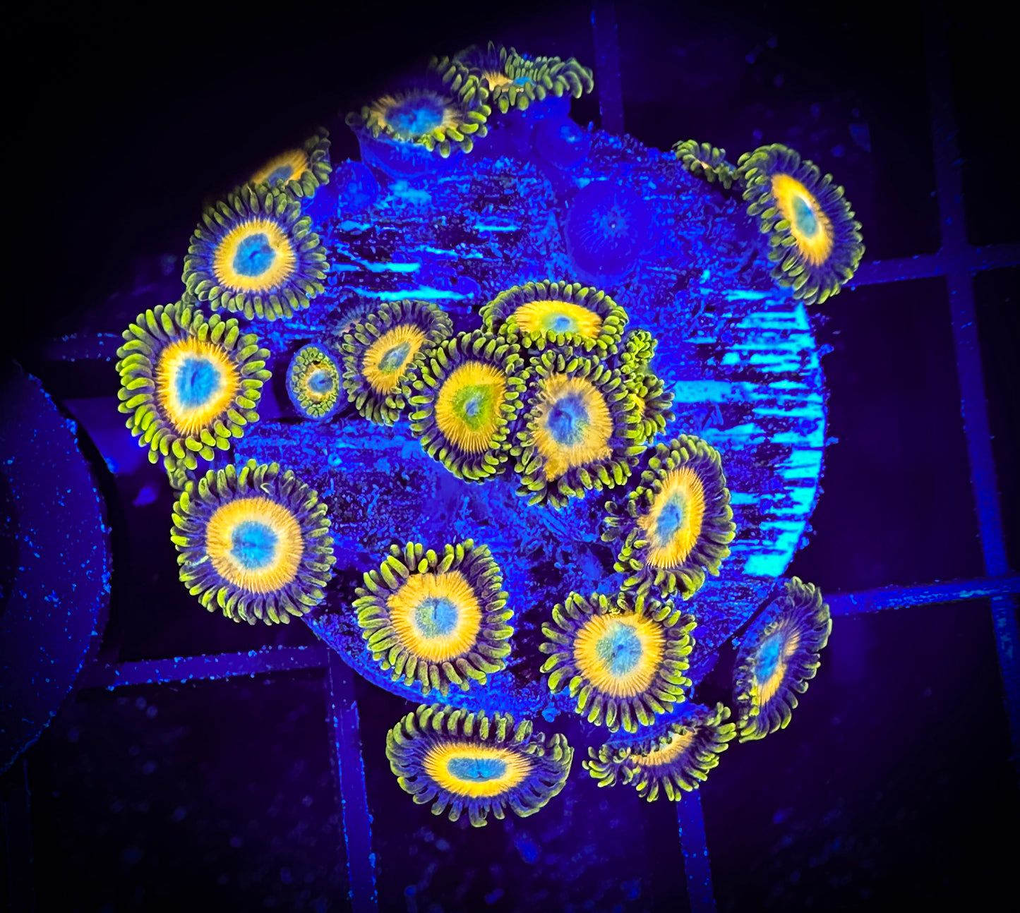 WYSIWYG Scrambled Eggs Zoanthids Frag 15B1