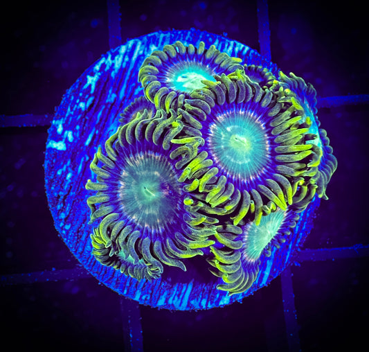 WYSIWYG Red Ring Radioactive Dragon Eye Zoanthids 15B2