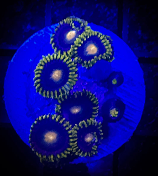 WYSIWYG Alien Eyes Zoanthids Frag 15B3