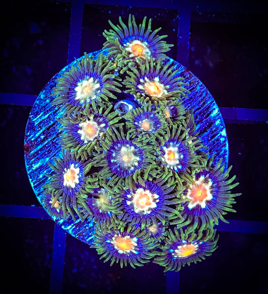 WYSIWYG JF Stargazer Zoanthids Frag 06D4