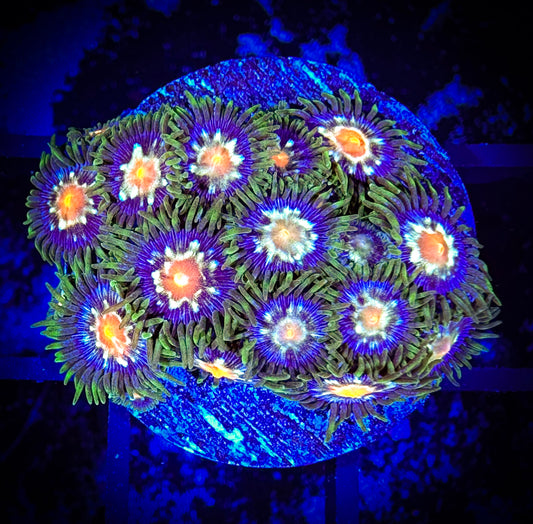 WYSIWYG JF Stargazer Zoanthids Frag 02B1