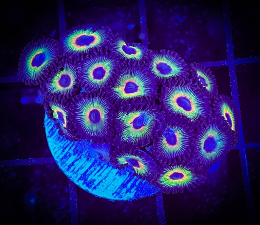 WYSIWYG Bob Marley Zoanthids Frag 15C1