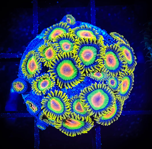 WYSIWYG Rastas Zoanthids Colony 15C2