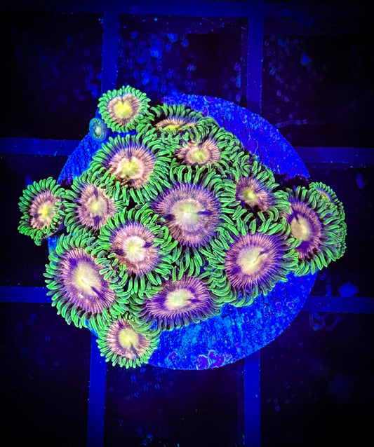 WYSIWYG Laser Lemons Zoanthids Large Frag 02B2