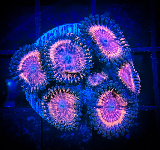 WYSIWYG CC Bloodsuckers Zoanthids Frag 15C3