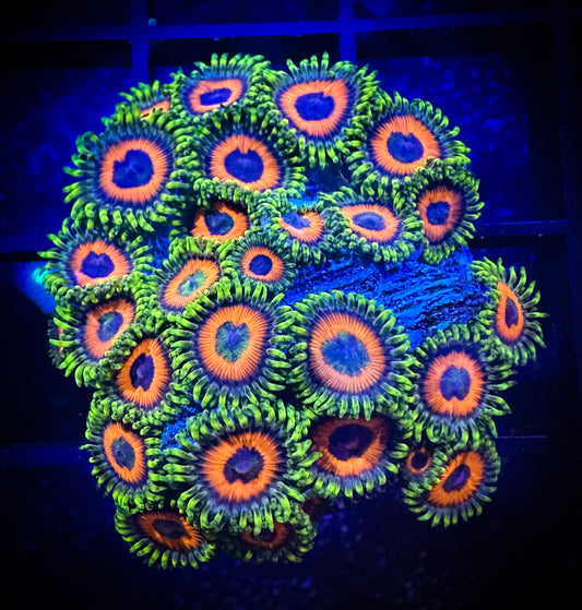 WYSIWYG Whammin Watermelon Zoanthids Colony 15C4
