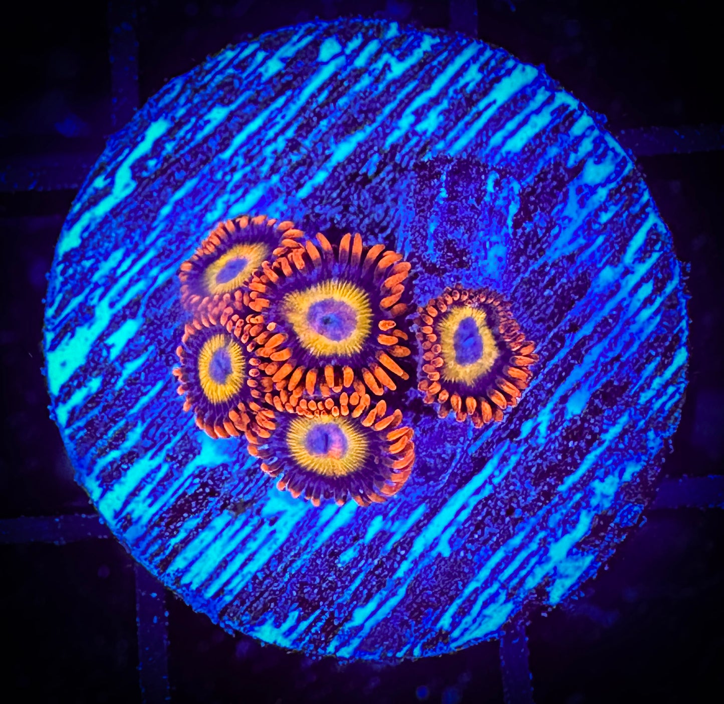 WYSIWYG Blondies Zoanthids 15D1