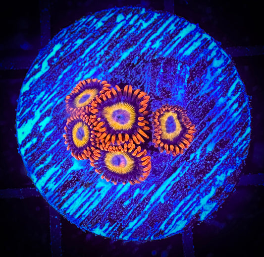 WYSIWYG Blondies Zoanthids 15D1