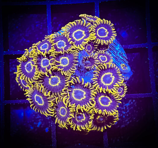 WYSIWYG Purple Hornets Zoanthids Colony 15D3