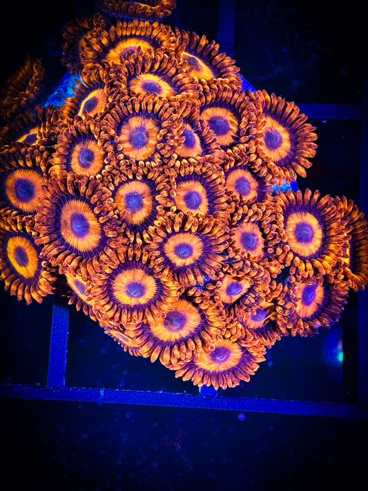 WYSIWYG CB Orange Hornets AKA Oxides Zoanthids Colony 15D4
