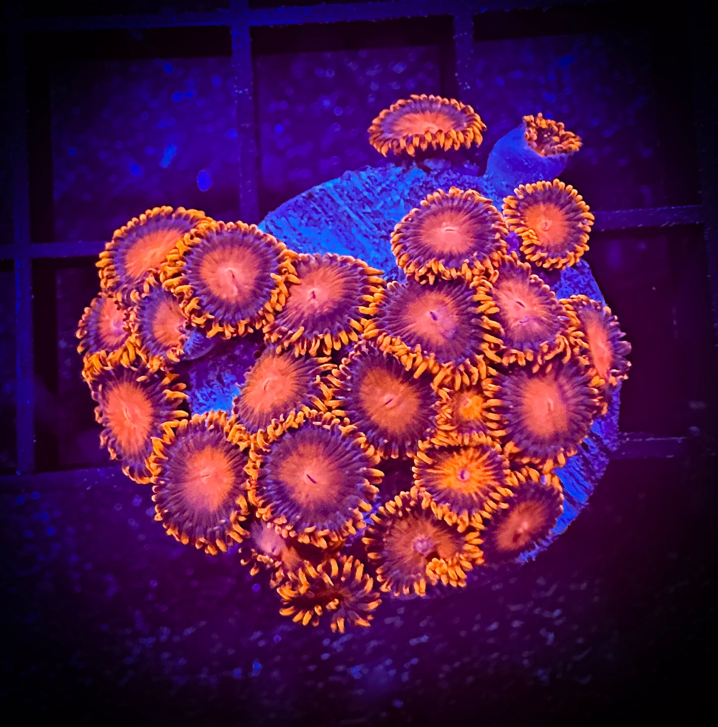 WYSIWYG Bam Bams Zoanthids Large Frag 15D4