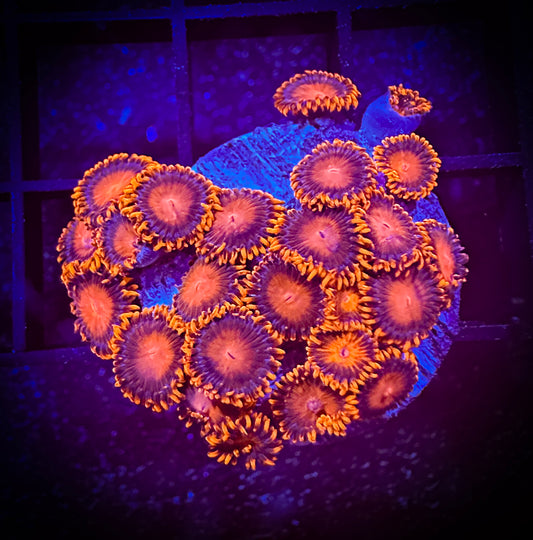 WYSIWYG Bam Bams Zoanthids Large Frag 15D4