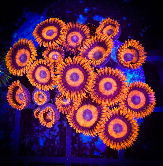 WYSIWYG CB Orange Hornets AKA Oxides Zoanthids Large Frag 15E1