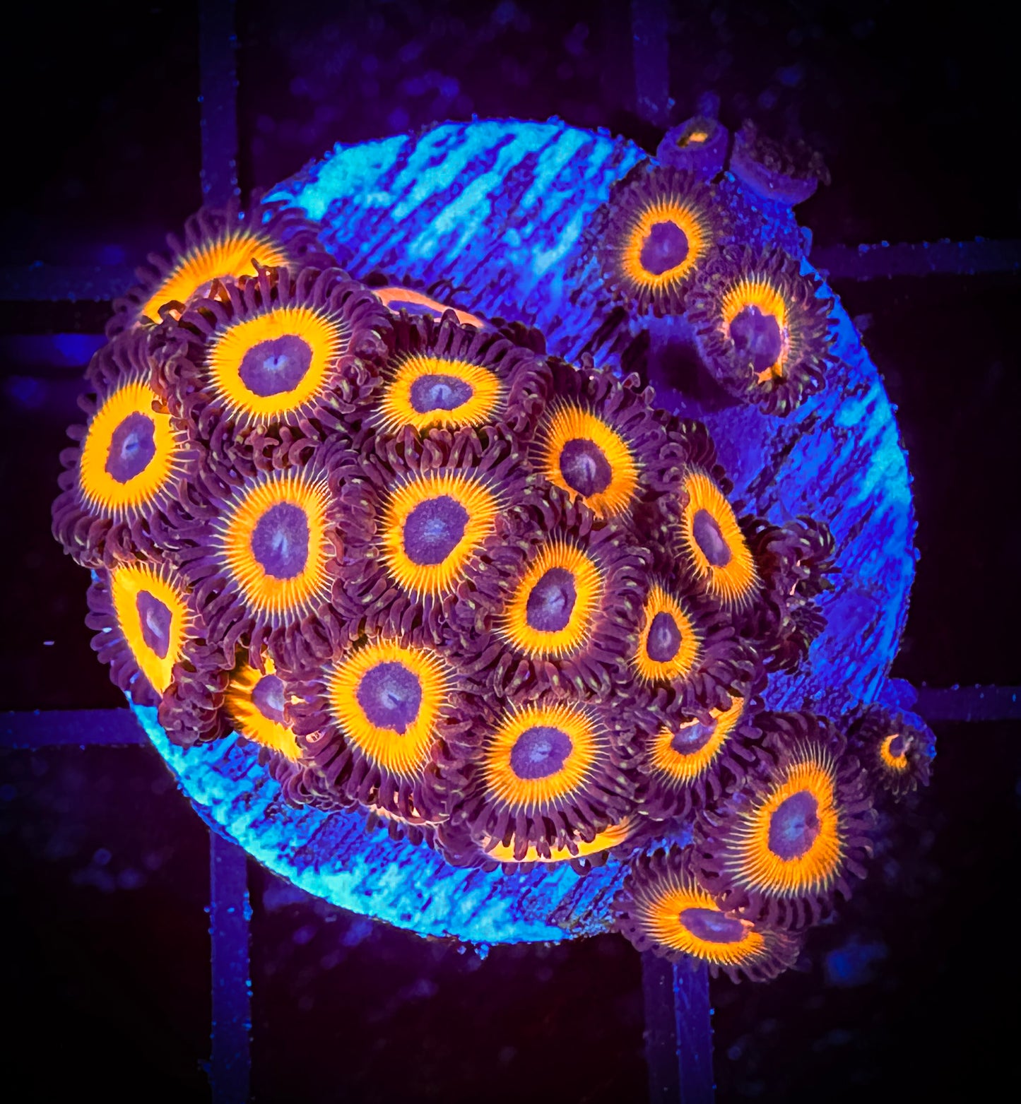 WYSIWYG Johnny Pumpkin Zoanthids 15E1