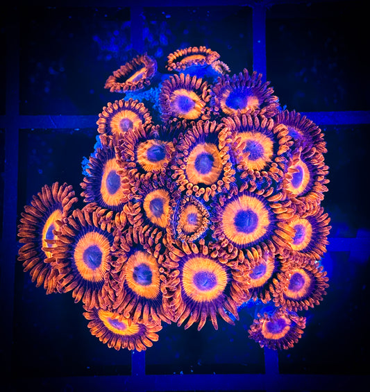 WYSIWYG CB Orange Hornets AKA Oxides Zoanthids Large Frag 02D1