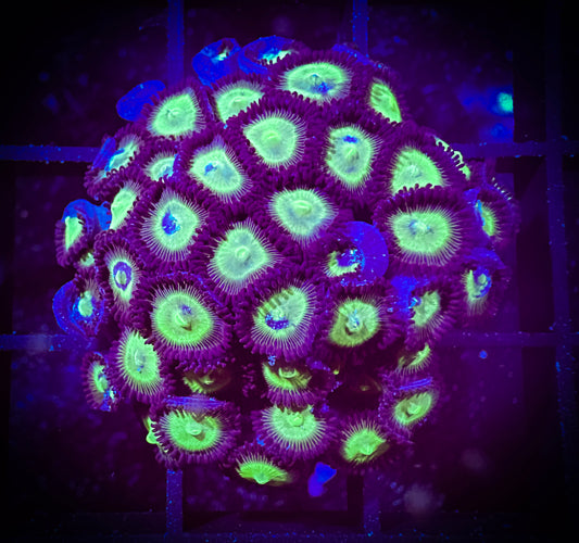 WYSIWYG Mean Greens Zoanthids Colony 15E3